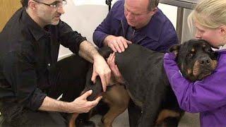 Cruciate ligament disease in dogs  the consult [upl. by Odiug239]