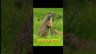 Ground squirrels Spermophilus life beautiful spermophilus [upl. by Jeffery223]