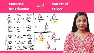 Maternal effect  difference between maternal inheritance and maternal effect [upl. by Undry370]