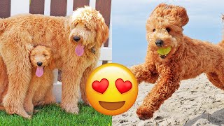 Goldendoodle — Adorable And Hilarious Videos And Tik Toks Compilation [upl. by Vyse]