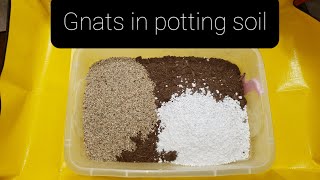 How to get rid of gnats in your potting soil [upl. by Nero]