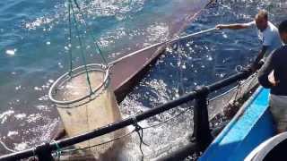 Çipura Hasadı GiltHead Bream Sparus aurata Harvest Gulluk Bay MUGLA TURKEY [upl. by Adnilrev]