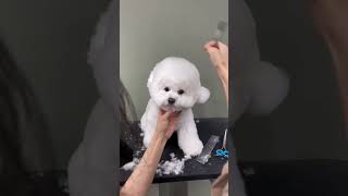 BICHON FRISES PUPPY NEW FACE GROOMING 😍🐶🐾dog puppy cutedog care [upl. by Carpenter171]