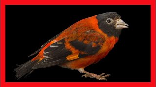 Red Siskin Bird Song Red Siskin Bird Call Sound Chirp Vocalization Melody  Carduelis Cucullatus [upl. by Aguayo]