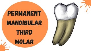 Mandibular Third Molar  Tooth Morphology Made Easy [upl. by Arym]