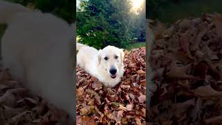 Fall Leaf clean up goldenretriever goldenretriverclub puppy [upl. by Filler]