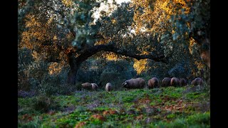 La Dehesa de Montaraz  Un ecosistema único en el mundo JamonIberico Exclusividad [upl. by Ymas41]