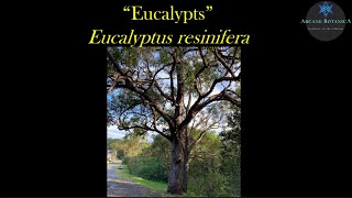 Eucalyptus ID  Eucalyptus resinifera Red Mahogany [upl. by Assetniuq]