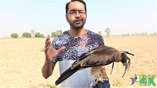 Booted Eagle  Important Facts  Guidelines to Release a Bird [upl. by Azeret]