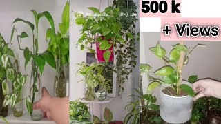 Complete Money plant  propagate  Care  plant bushymarias kitchen hacks 💕 [upl. by Annaya]