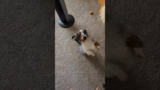 Gryff the Double Dapple Miniature Dachshund bounces like Tigger The Wonderful Things About Tiggers [upl. by Ahgiela260]