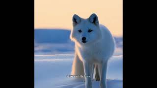 “The Arctic Fox’s Camouflage Journey A Master Hunter in the Snow” [upl. by Rats961]