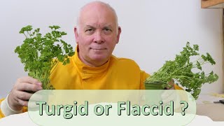 what causes a plant to be turgid or flaccid [upl. by Base]