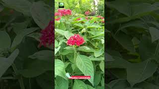 Pentas Lanceolata 🌸🌸🌸 nature trending flowers trending foryou shorts shortvideo [upl. by Arualana]