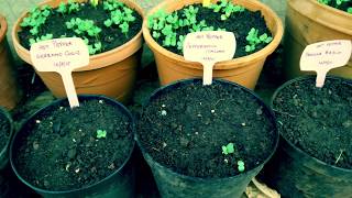 Germinating Vegetable Seeds in Nurseries — The Seed Store India [upl. by Netniuq]