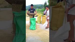 The method of quickly loading grain into a bag in action [upl. by Eeram377]