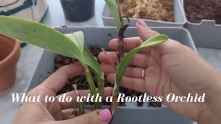 What to do with a Rootless Orchid I thought I could repot but had to do something else… [upl. by Roanne905]