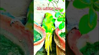 talking parrot 🦜 mitthu bolne Wala mitthu parrotsound viralshorts 🔥🔥 [upl. by Rozanna774]