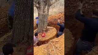 Transplanting process of landscaping big tree [upl. by Bow]