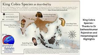 King Cobra Species  Thanks to Dr Satheeshkumar Rajendran and Herpetological Highlights [upl. by Carmina241]