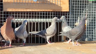 Super food for breeding pigeons [upl. by Debbra292]