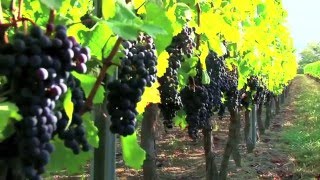 Vins biologiques et Vignerons Indépendants de France [upl. by Eiclehc530]