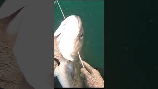 🎖️Giant sea bass 🎣 fishing seafood المغرب intothethickofit fish spearfishing بحر [upl. by Lyda]