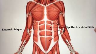 Chapter 11 The Muscular System Video 2 [upl. by Freemon103]