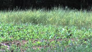 Native Grasses for Deer Management Minute [upl. by Anatola735]