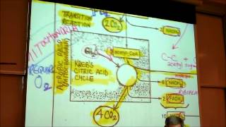 BIOLOGY CELLULAR RESPIRATION 2012 Part 2 by Professor Finkwmv [upl. by Demb]