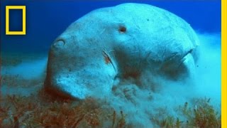 What in the World is a Dugong  National Geographic [upl. by Aggi]