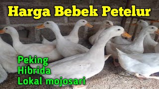 Harga bebek Petelur Hari ini [upl. by Cralg]