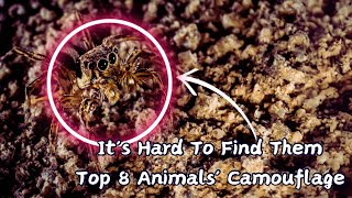 Top 8 Animals Blending In With Their Environments  Camouflage facts animals [upl. by Loferski340]