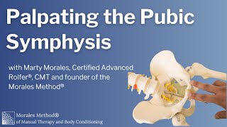 How to Palpate the Pubic Symphysis [upl. by Giffard]