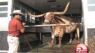 Texas Longhorns MascotBevo [upl. by Aisyla]