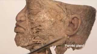 Anatomy Series Facial Nerve by Dr Shakti Chandra [upl. by Anilek]