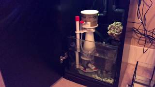 DIY Refugium  How To Make One  On A Budget [upl. by Ahsa]