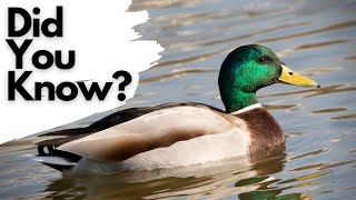 Things you need to know about MALLARDS [upl. by Jeana548]