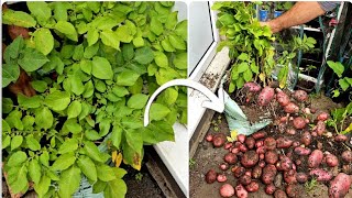 Gardening UK  harvest potatoes  potato growing in grow bag [upl. by Leighton]