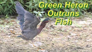 20240903 Green Heron Sprinting 4k [upl. by Soirtemed139]