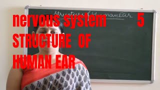 Structure of human earall parts and their function explained BIOLOGY  ICSE CBSE Board Exams [upl. by Konopka832]