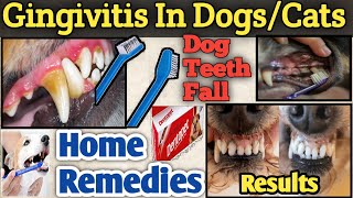 dog teeth fall solution  gingivitis in dogscats  causessymptomssolution  home remedies [upl. by Cecilia]