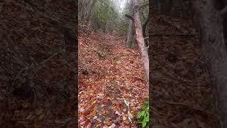 Small tree debris on Timber Ridge trail chiefsholsters helene helendamage hiking wnc wncstrong [upl. by Hajar]