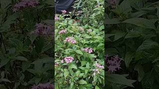 Pentas plantnature malayalam [upl. by Ponzo]