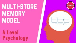 A Level Psychology  The MultiStore Memory Model [upl. by Lymann]