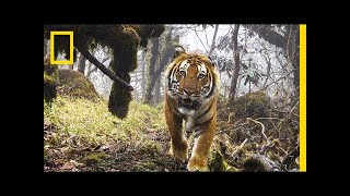 Watch Extremely Rare Footage of Wild Tigers in Bhutan  National Geographic [upl. by Dimmick]