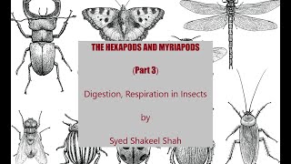 Nutrition Digestion amp Respiration in Insects I CLASS HEXAPODSI Miller Harley Chap15I Invertebrate [upl. by Litha]