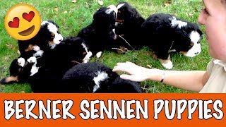 Berner Sennen puppies  DierenpraatTV [upl. by Assetan]