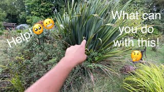 Help😲What to do with this crazy shrub How to prune and tidy a Phormium  Newzealand flax😀👍 [upl. by Narot300]