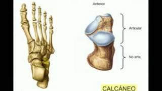 osteología del miembro inferior parte n°9 [upl. by Lucinda235]